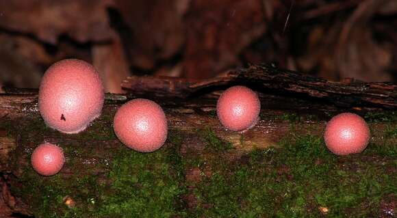 Image of Lycogala epidendrum