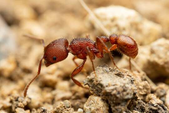 Image of Pogonomyrmex imberbiculus Wheeler 1902