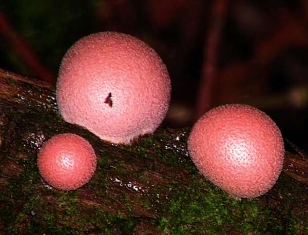 Image of Lycogala epidendrum