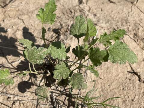 Imagem de Sphaeralcea fendleri A. Gray