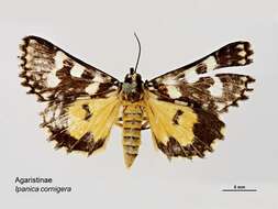 Image of Ipanica cornigera Butler 1886