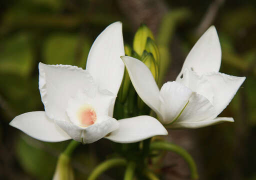 Image of Vanilla phalaenopsis Rchb. fil. ex Van Houtte