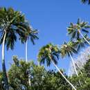 Image of Curly Palm