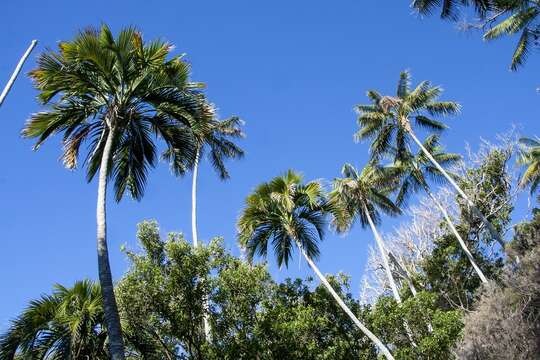 Image of Curly Palm