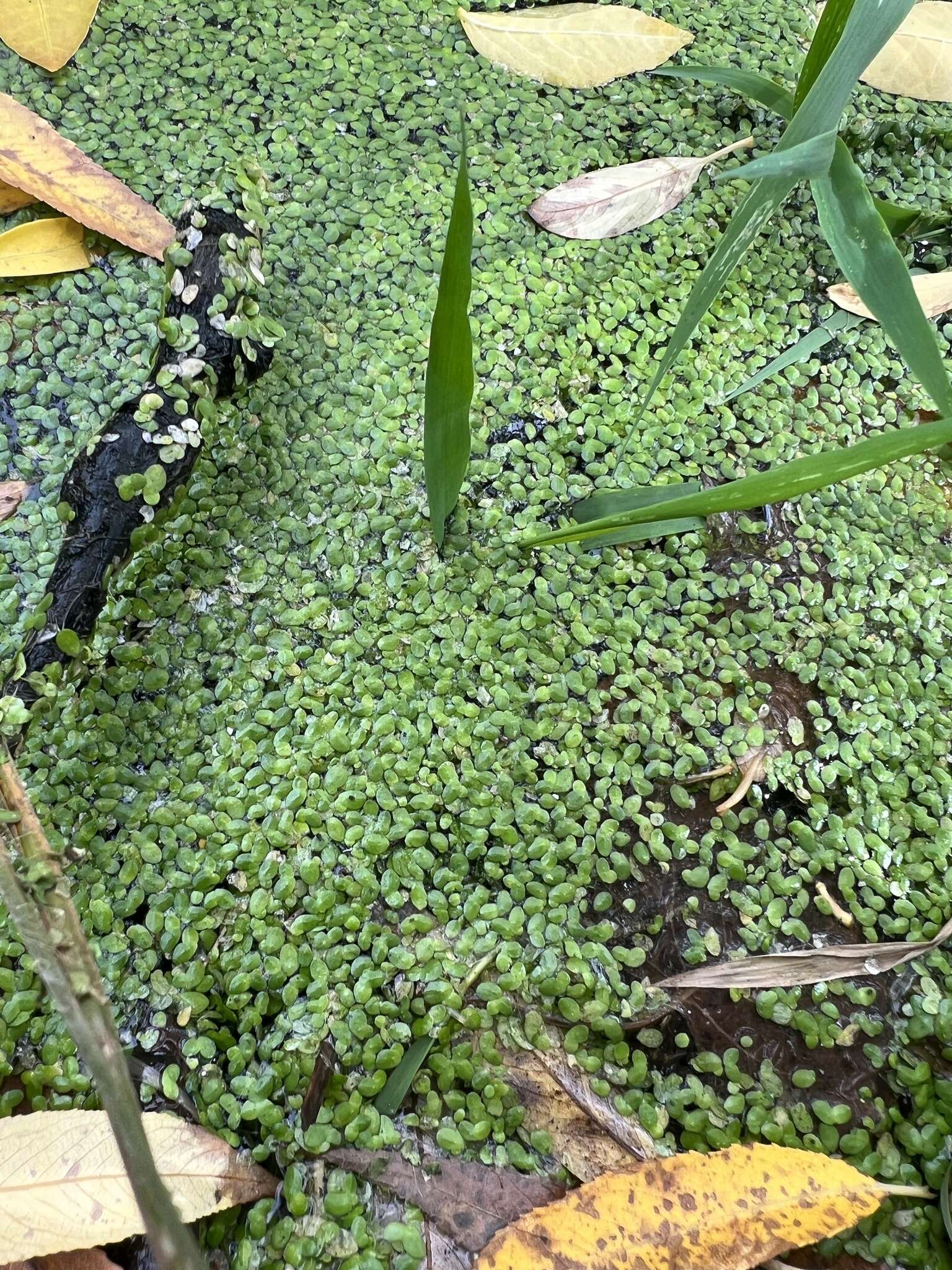 Image of least duckweed