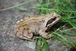 Image of Common frog