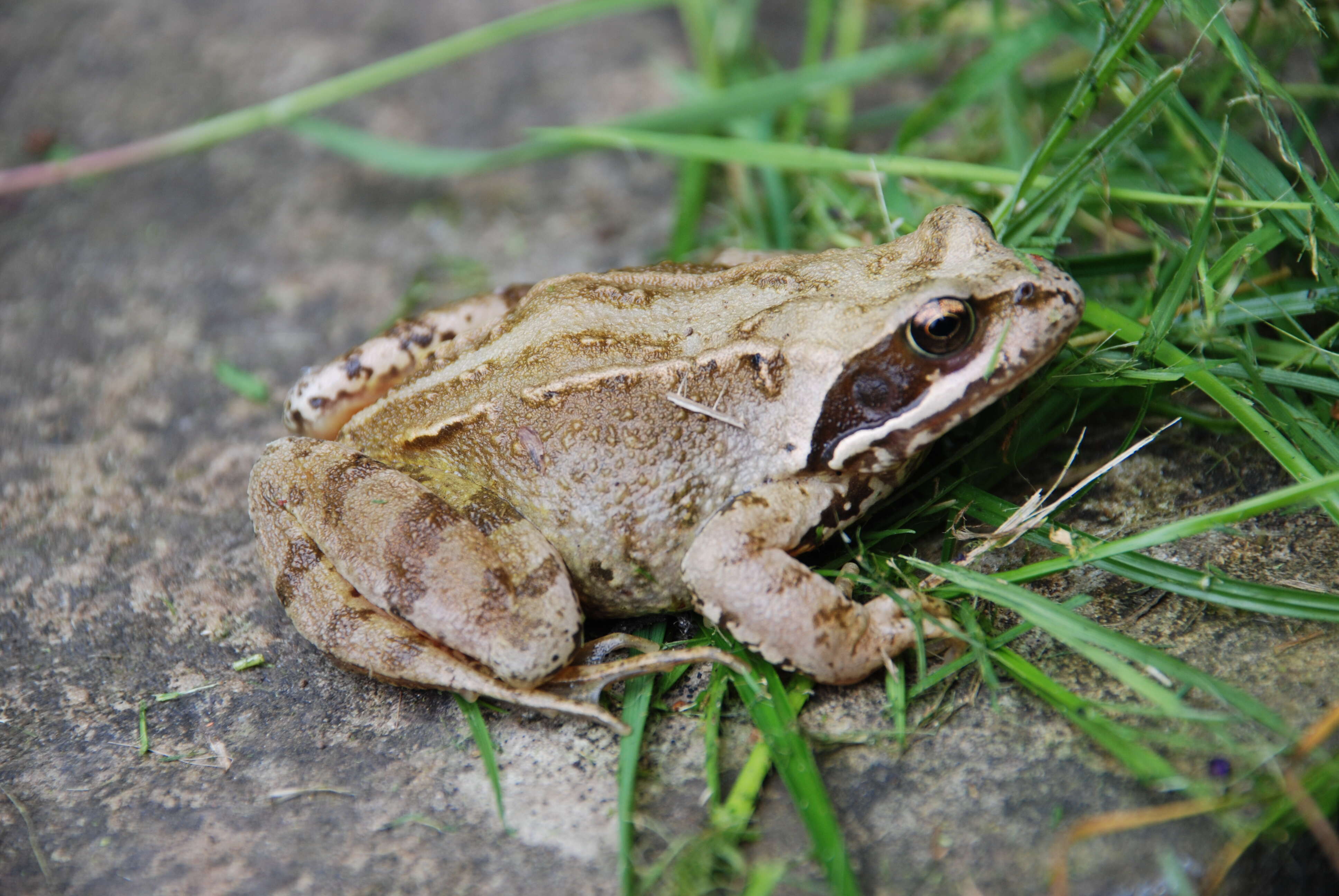 Image of Common frog