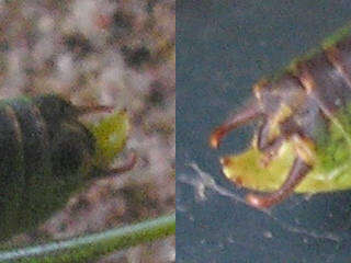 Image of speckled bush-cricket