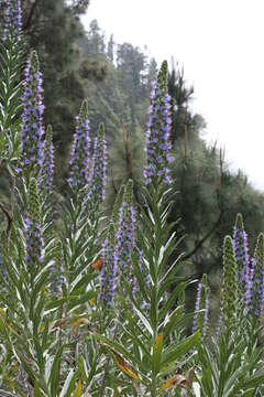 Image of Echium webbii Coincy