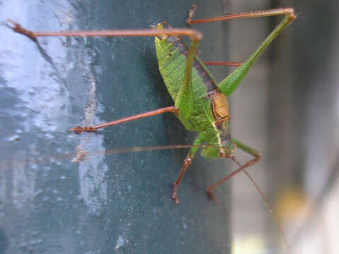 Image of speckled bush-cricket