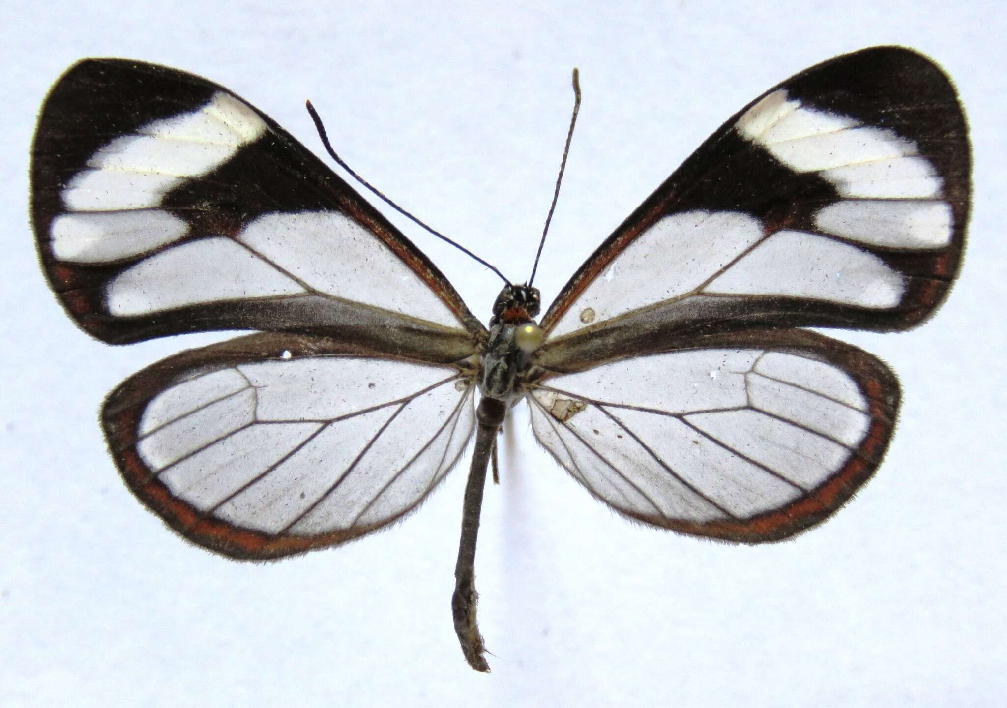 Image of Ithomia patilla Hewitson 1852