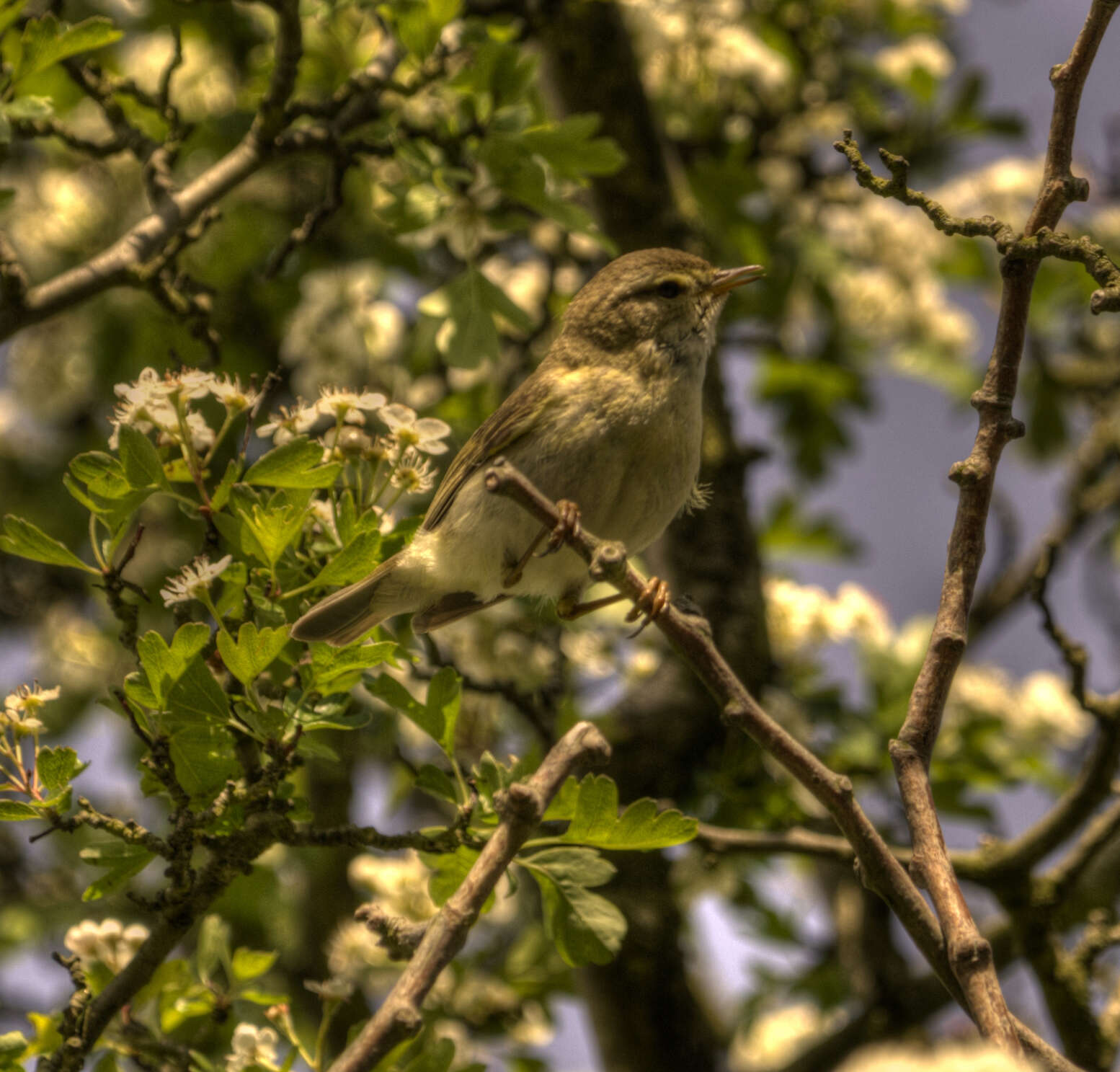 Image of Willow Warbler