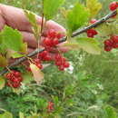 Image of Siberian currant
