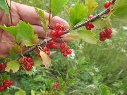 Plancia ëd Ribes diacanthum Pall.