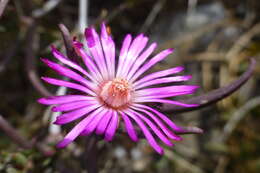 صورة Lampranthus spiniformis (Haw.) N. E. Br.