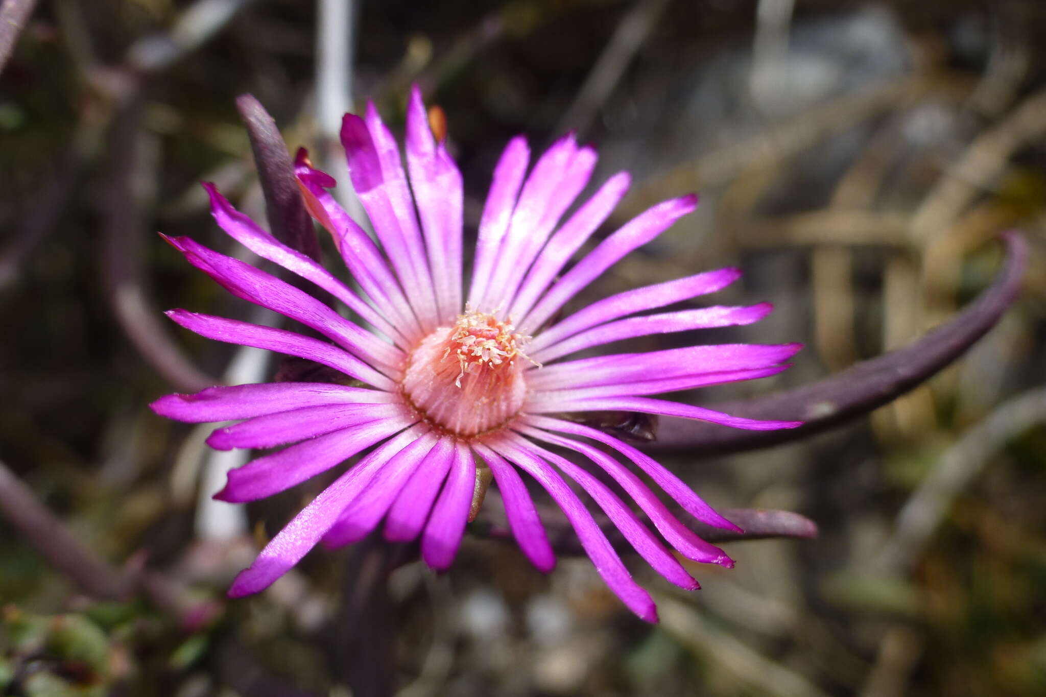 صورة Lampranthus spiniformis (Haw.) N. E. Br.