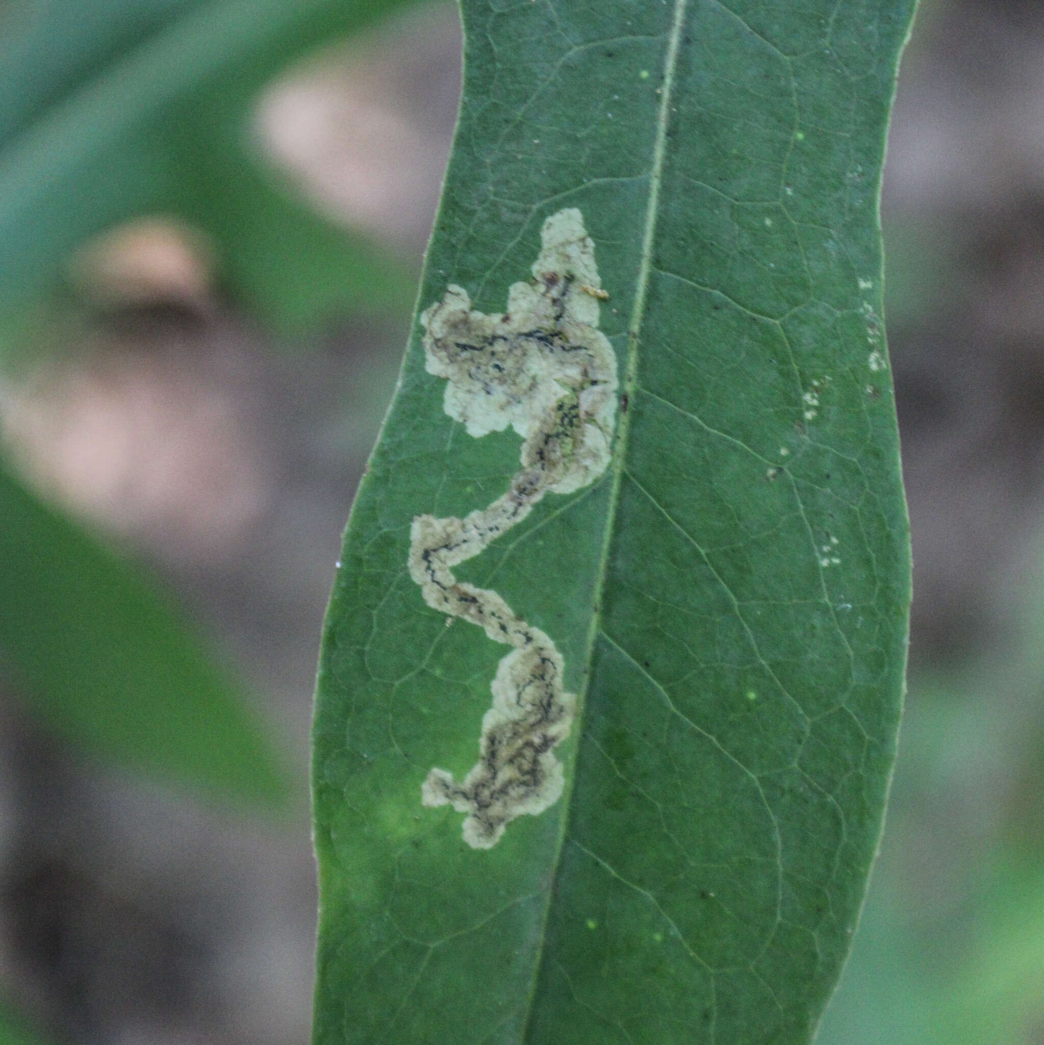 Image of Liriomyza taraxaci Hering 1927