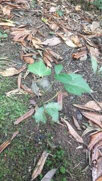 Image of Hedera maderensis K. Koch ex A. Rutherf.