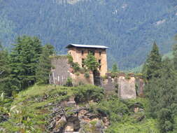 Image of Bhutan Cypress