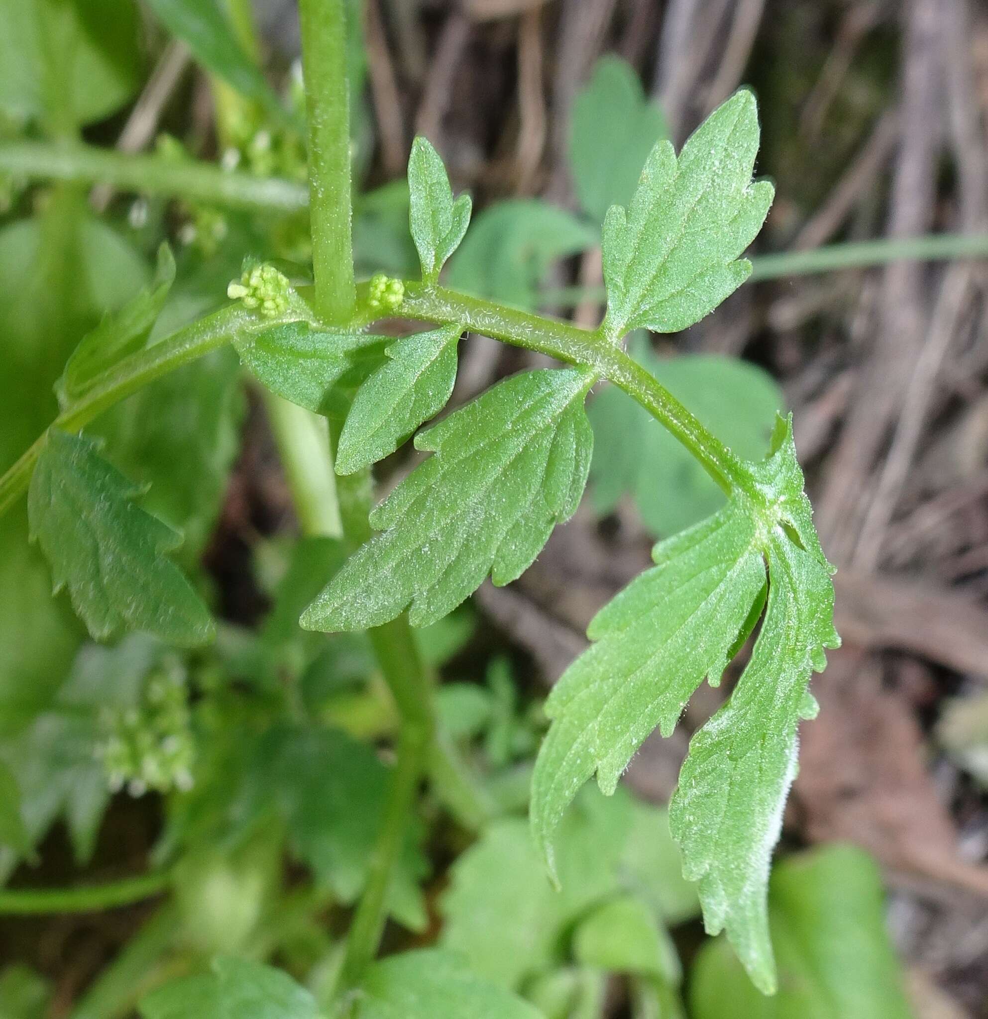 صورة Valeriana sorbifolia Kunth