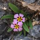 Image of Death Valley monkeyflower