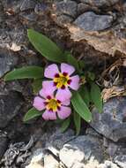 Image of Death Valley monkeyflower