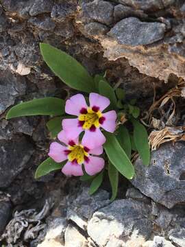 Image of Death Valley monkeyflower