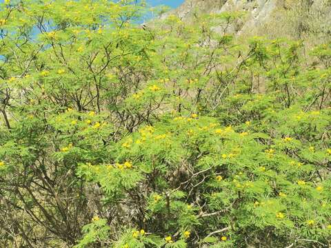 Plancia ëd Leucaena greggii S. Watson