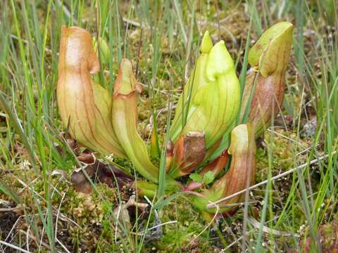 Image of purple pitcherplant