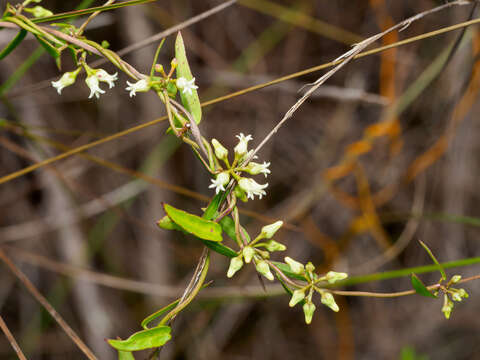 Image of Blodgett's swallow-wort