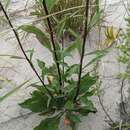 Sivun Solidago hispida Muhl. ex Willd. kuva