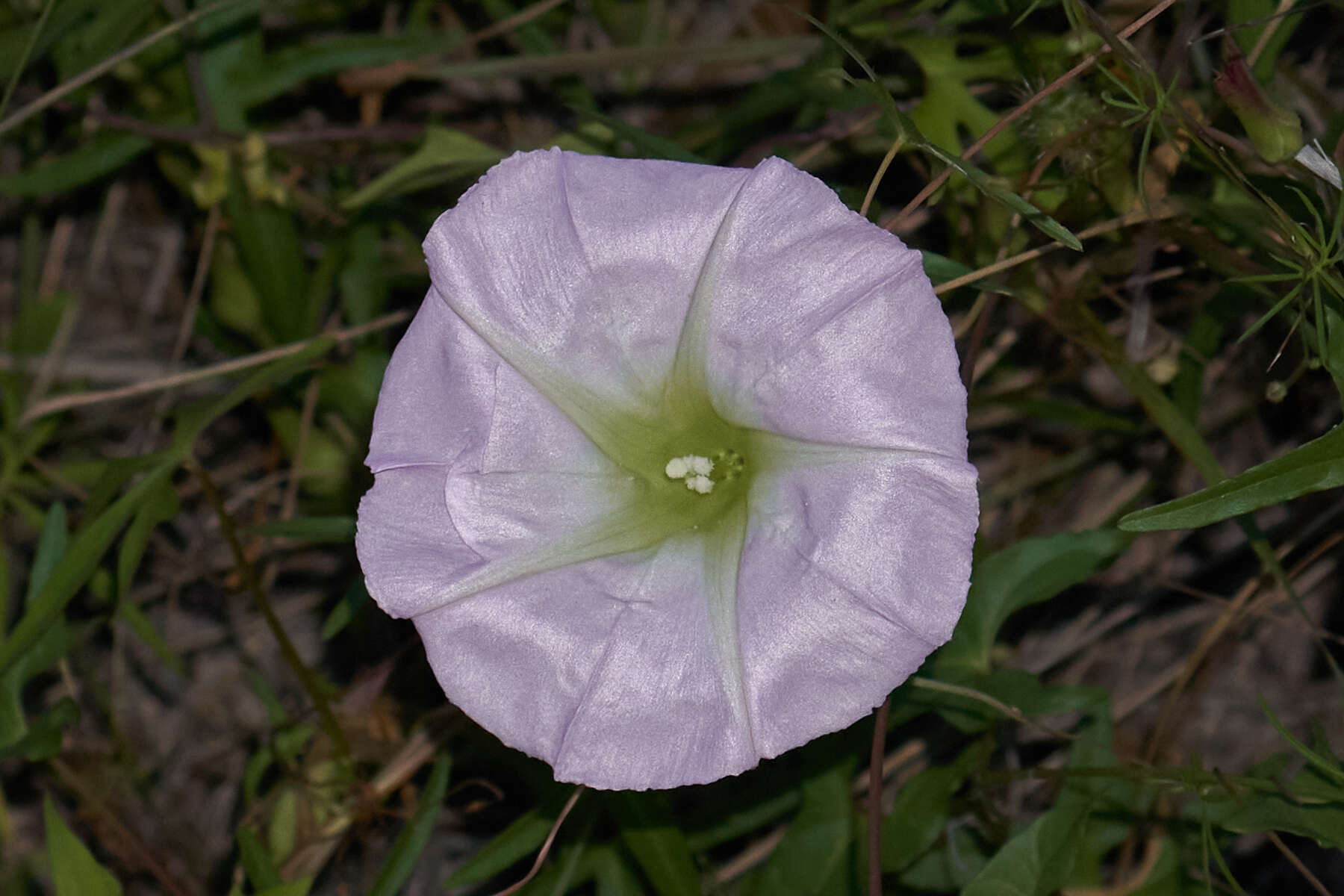 Ipomoea thurberi A. Gray的圖片