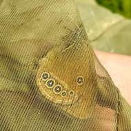 Image of False Ringlet