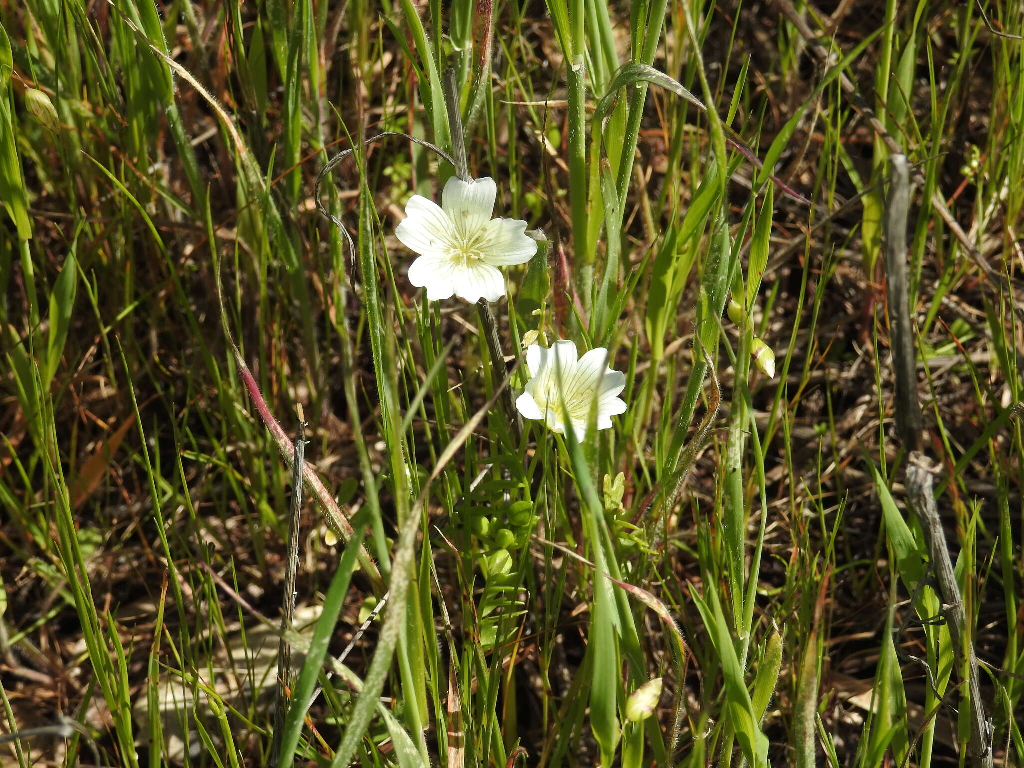 Image of white meadowfoam