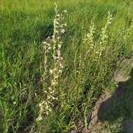 Image of Silene tatarica (L.) Pers.