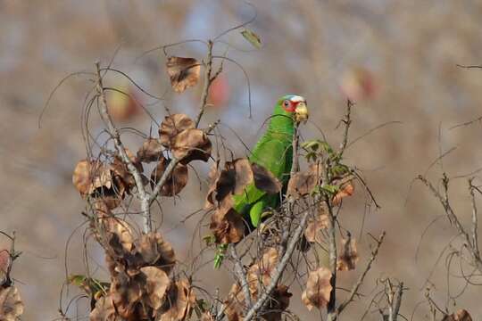 Image of White-fronted Amazon