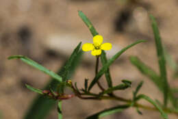 Image of sandysoil suncup