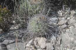 Image of Thelocactus conothelos subsp. argenteus (Glass & R. A. Foster) Glass