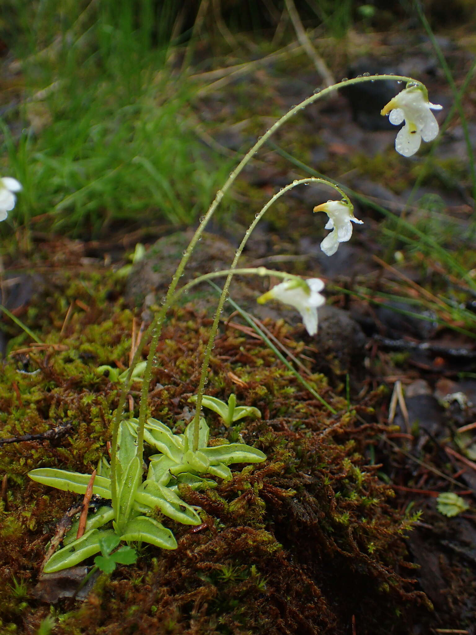 Image of Pinguicula alpina L.