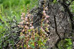 Image of Begonia angustiloba A. DC.