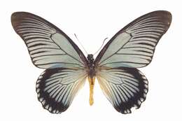 Image of Giant Blue Swallowtail