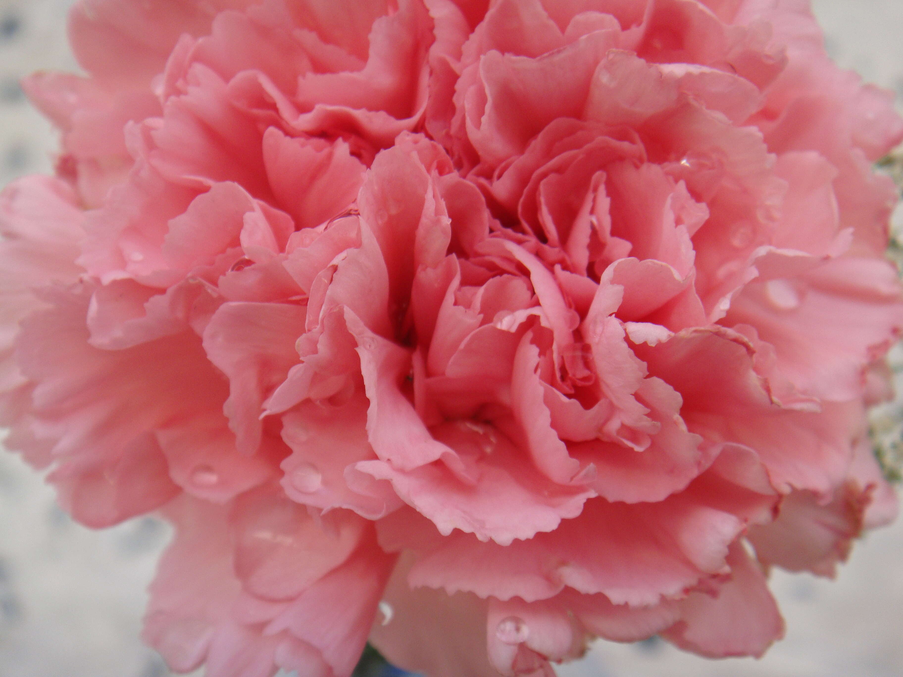 Image of carnation