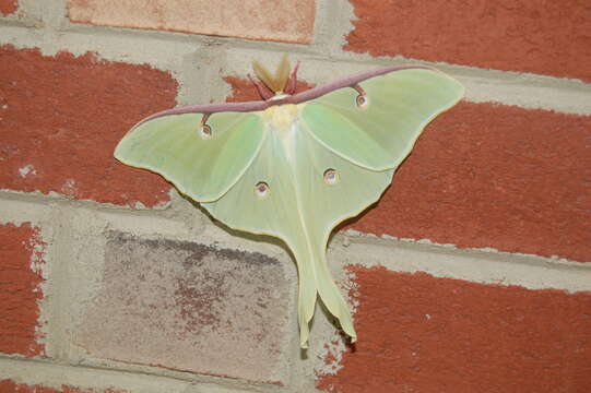 Image of Luna Moth