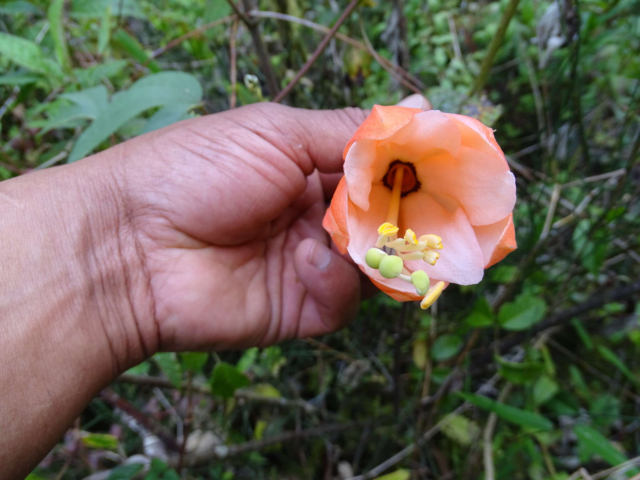 Image of Passiflora sanctae-barbarae L. B. Holm-Nielsen & P. M. Jørgensen