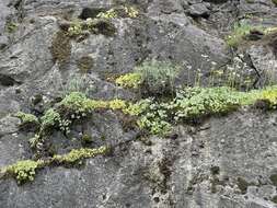 Image of buttercup suksdorfia