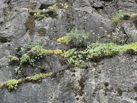 Imagem de Suksdorfia ranunculifolia (Hook.) Engl.