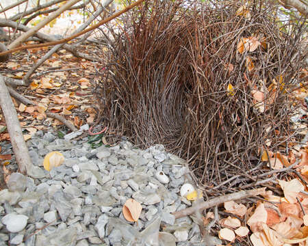 Image of Great Bowerbird