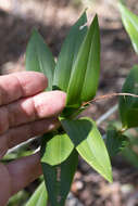 Слика од Dendrobium gracilicaule F. Muell.