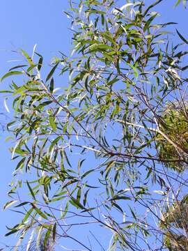 Image of Angophora bakeri E. C. Hall