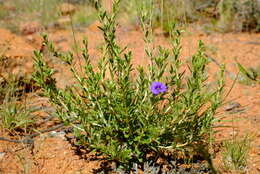 Image of Aptosimum albomarginatum Marl. & Engl.